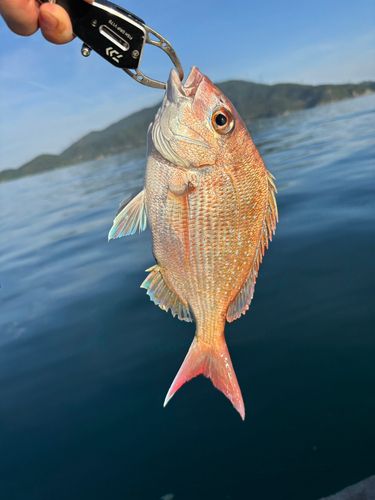 タイの釣果