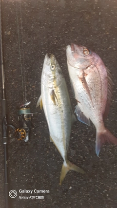 タイの釣果