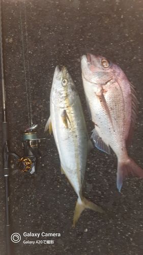タイの釣果