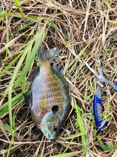 ブルーギルの釣果