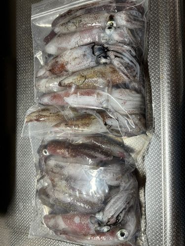 マメイカの釣果