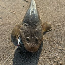 マゴチ