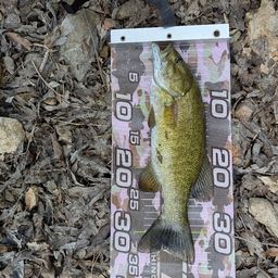 ラージマウスバス