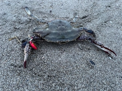 ワタリガニの釣果
