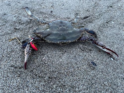 ワタリガニの釣果
