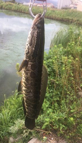 ライギョの釣果