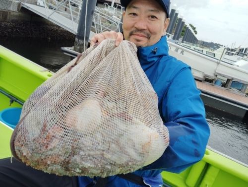 マダコの釣果