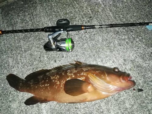 アコウの釣果