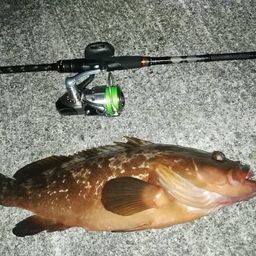 アコウ