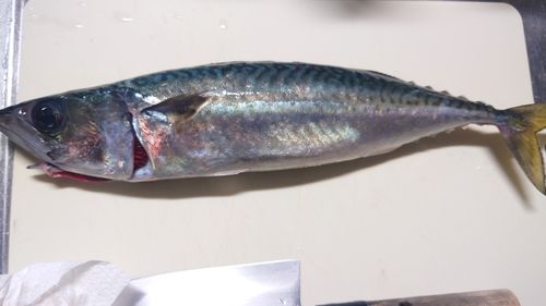 サバの釣果