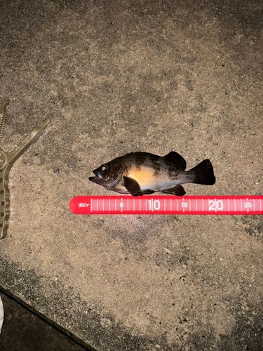 メバルの釣果