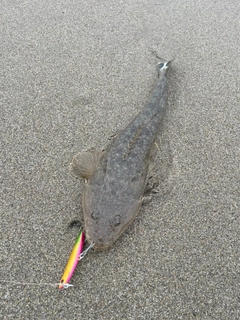 マゴチの釣果
