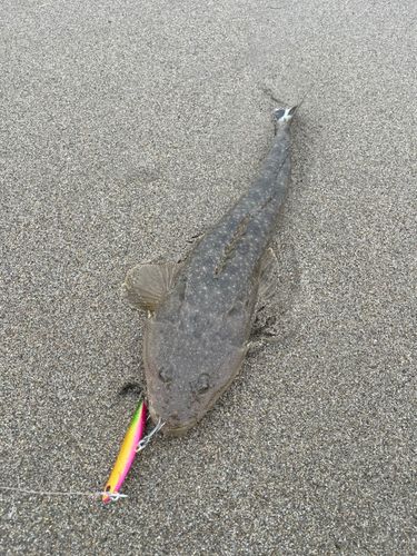 マゴチの釣果
