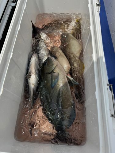 イサキの釣果