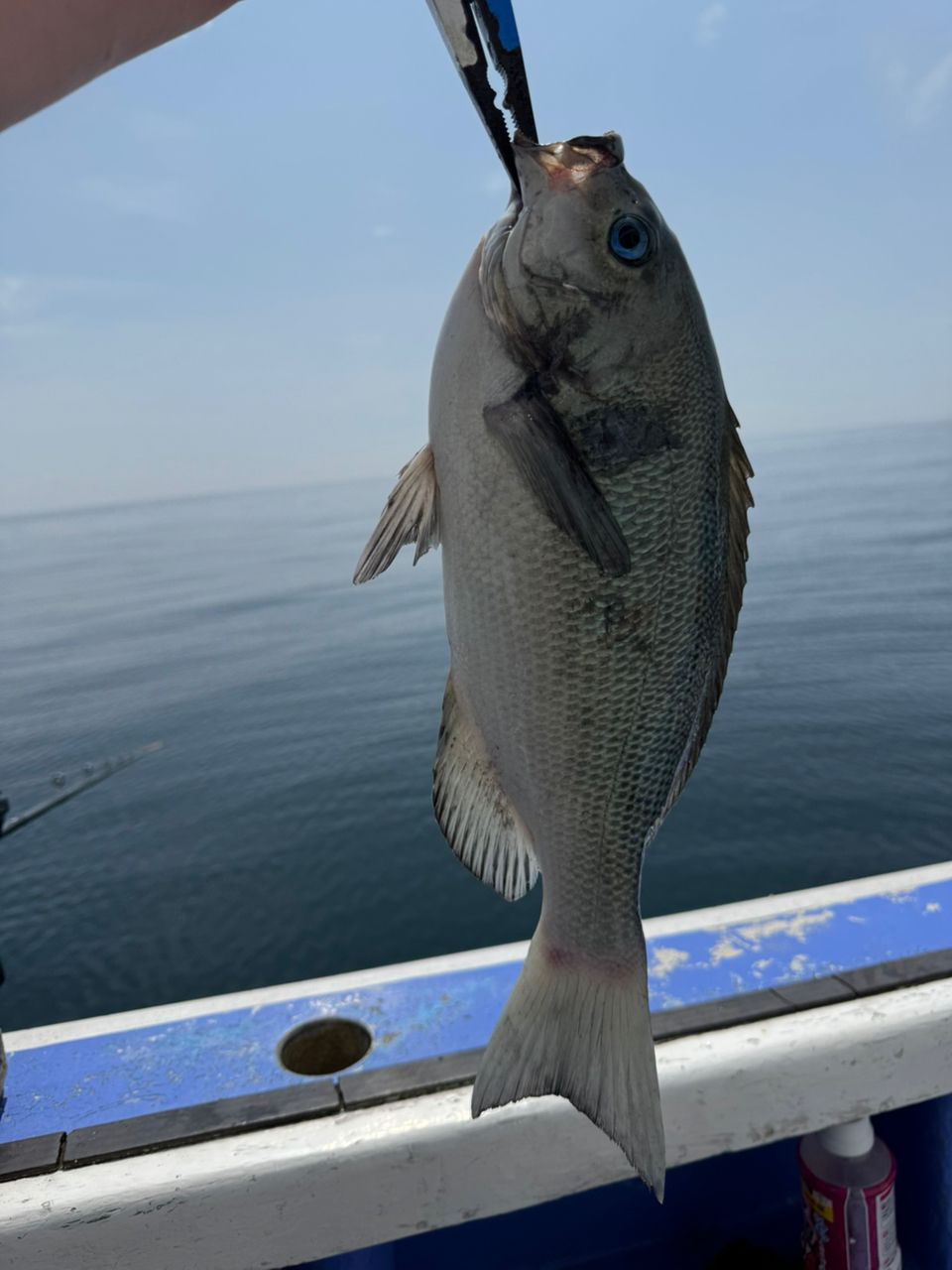アングラーきんぐさんの釣果 2枚目の画像