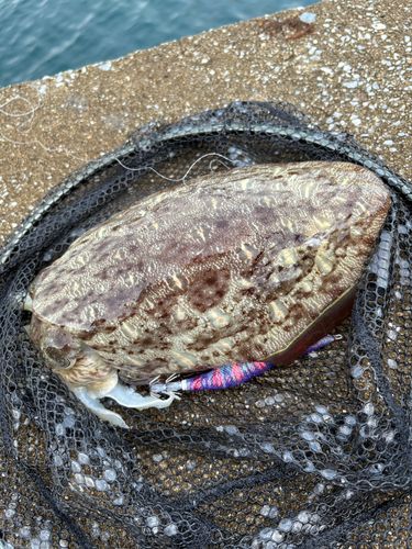 コウイカの釣果