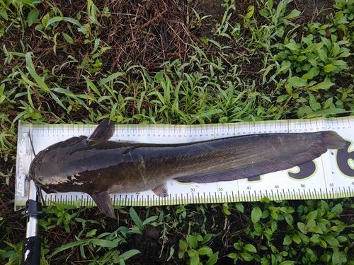 ナマズの釣果