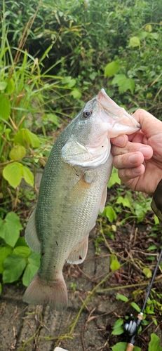 ラージマウスバスの釣果