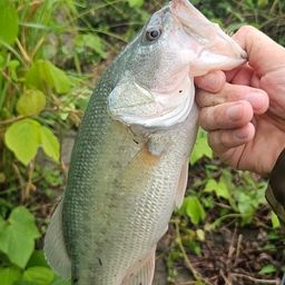 ラージマウスバス