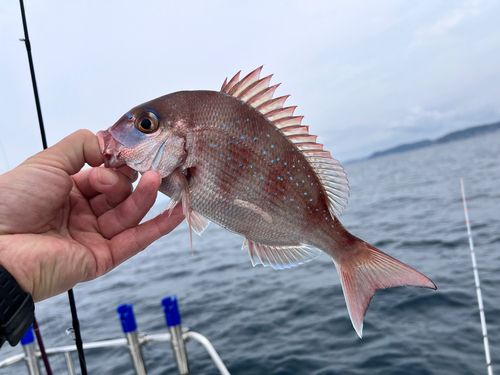 マダイの釣果
