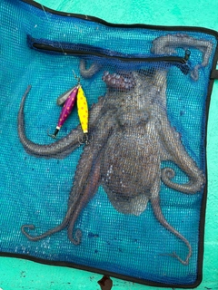 タコの釣果