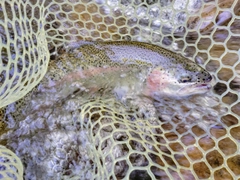 ニジマスの釣果