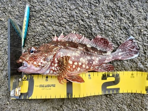 カサゴの釣果
