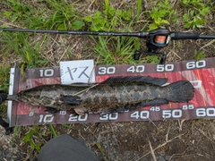 ライギョの釣果