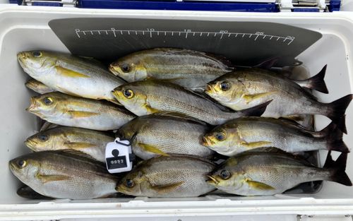 イサキの釣果