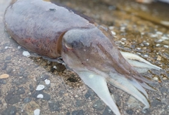 コウイカの釣果