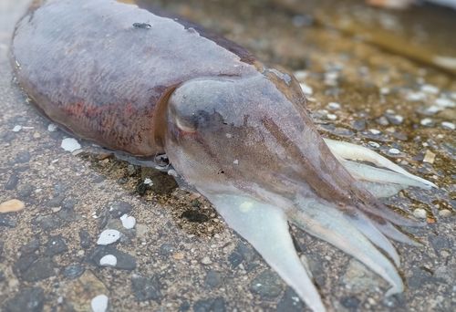 コウイカの釣果