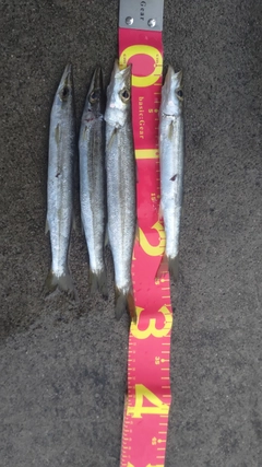 カマスの釣果