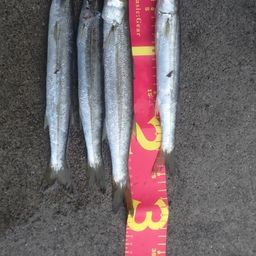 カマス