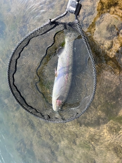ニジマスの釣果
