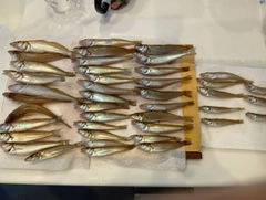 キスの釣果