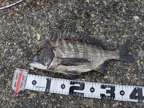 クロダイの釣果