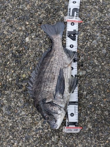 クロダイの釣果