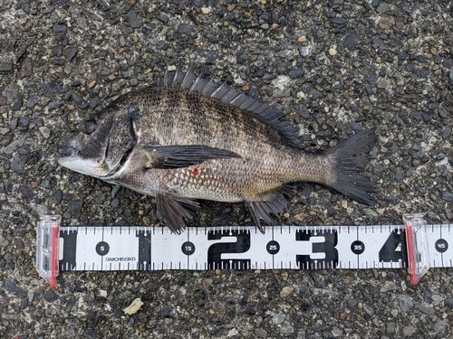 クロダイの釣果