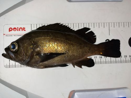 メバルの釣果