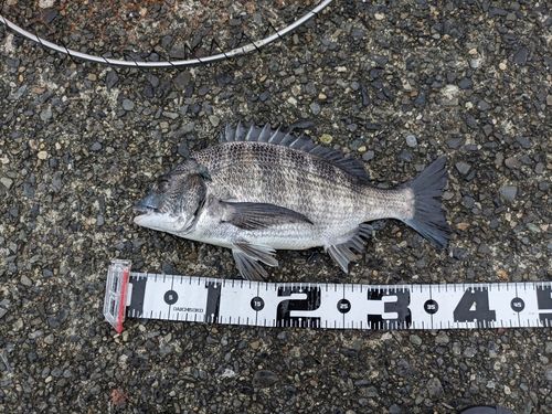 クロダイの釣果