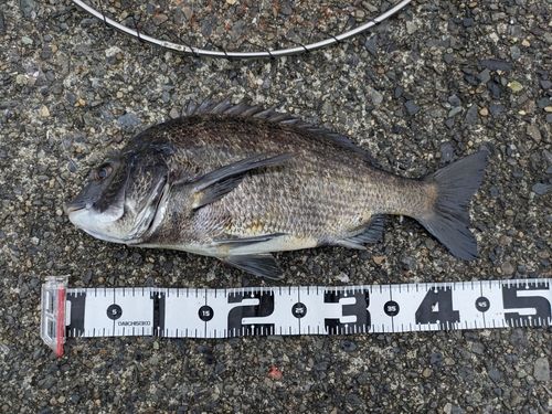 クロダイの釣果