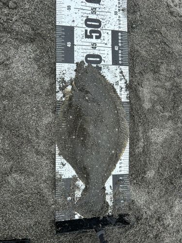 ヒラメの釣果