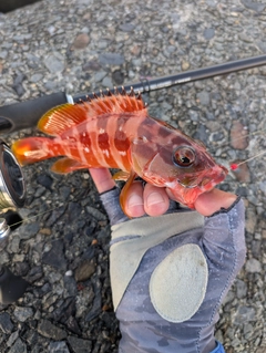 アカハタの釣果