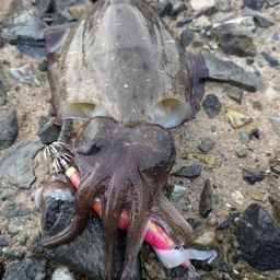 モンゴウイカ