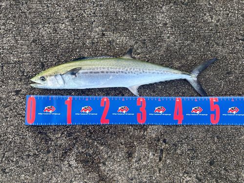 サゴシの釣果