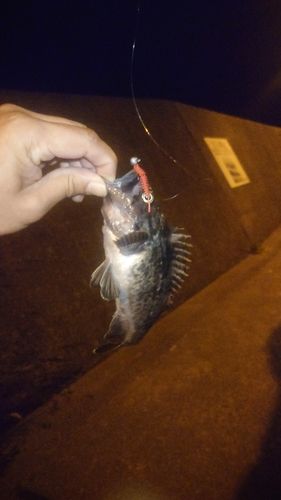 クロソイの釣果