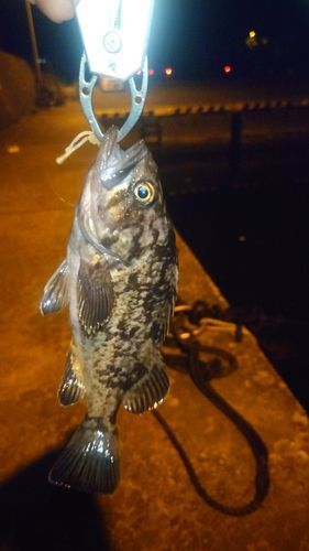 クロソイの釣果