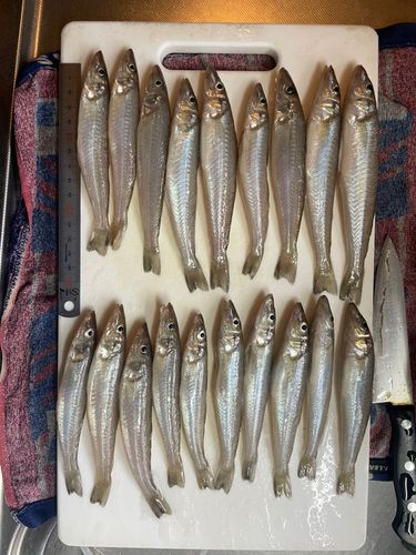 シロギスの釣果