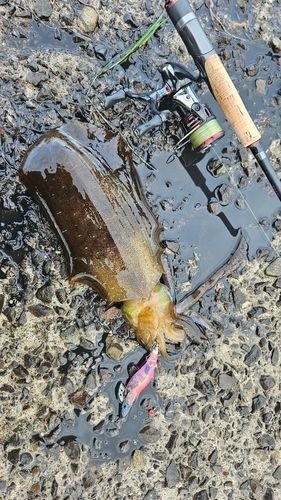 アオリイカの釣果