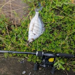 クロダイ